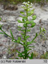 Lepidium virginicum (pieprzyca wirgińska)