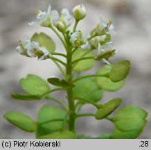 Lepidium virginicum (pieprzyca wirgińska)