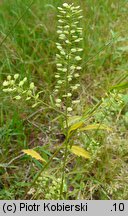 Lepidium virginicum (pieprzyca wirgińska)