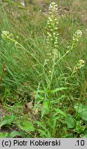 Lepidium virginicum (pieprzyca wirgińska)