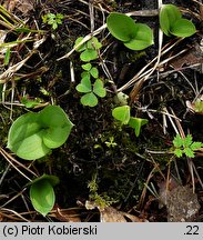 Listera ovata (listera jajowata)