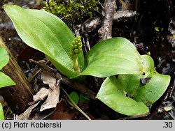 Listera ovata (listera jajowata)