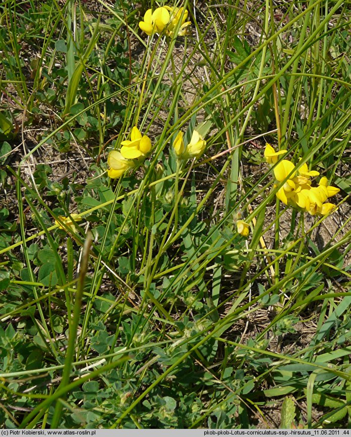 Lotus corniculatus ssp. hirsutus