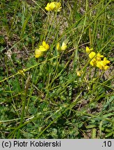 Lotus corniculatus ssp. hirsutus