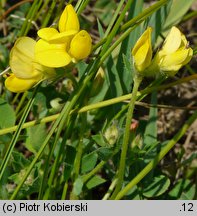 Lotus corniculatus ssp. hirsutus