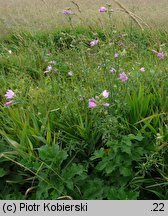 Malva alcea (ślaz zygmarek)