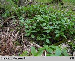 Mercurialis perennis (szczyr trwały)