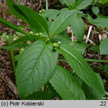 Mercurialis perennis (szczyr trwały)