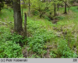 Mercurialis perennis (szczyr trwały)