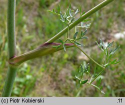 Peucedanum oreoselinum (gorysz pagórkowy)