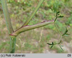 Peucedanum oreoselinum (gorysz pagórkowy)