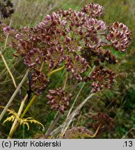 Peucedanum palustre (gorysz błotny)