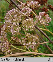 Peucedanum palustre (gorysz błotny)