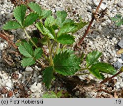 Potentilla norvegica (pięciornik norweski)