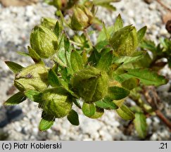 Potentilla norvegica (pięciornik norweski)