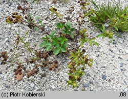 Potentilla norvegica (pięciornik norweski)