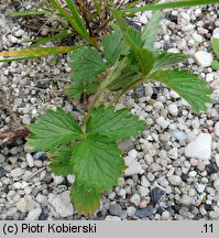 Potentilla norvegica (pięciornik norweski)