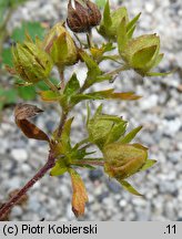 Potentilla norvegica (pięciornik norweski)