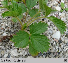 Potentilla norvegica (pięciornik norweski)