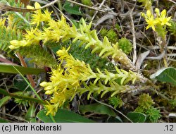 Sedum sexangulare (rozchodnik sześciorzędowy)