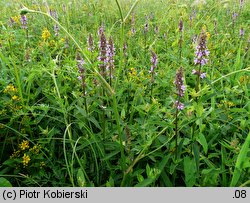 Stachys palustris (czyściec błotny)