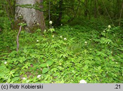 Valeriana excelsa ssp. sambucifolia (kozłek bzowy)