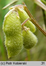 Vicia hirsuta (wyka drobnokwiatowa)