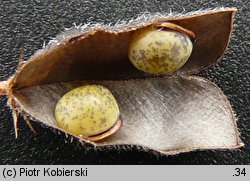 Vicia hirsuta (wyka drobnokwiatowa)