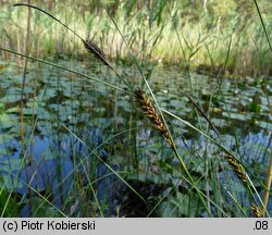 Carex lasiocarpa (turzyca nitkowata)