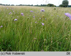 Knautia arvensis (świerzbnica polna)