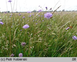 Knautia arvensis (świerzbnica polna)