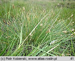 Eleocharis multicaulis (ponikło wielołodygowe)