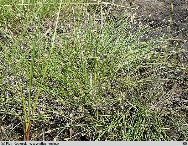 Eleocharis multicaulis (ponikło wielołodygowe)