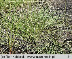 Eleocharis multicaulis (ponikło wielołodygowe)