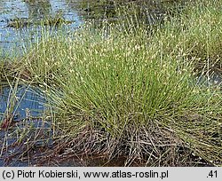 Eleocharis multicaulis (ponikło wielołodygowe)