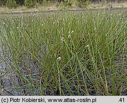 Eleocharis multicaulis (ponikło wielołodygowe)