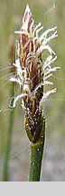 Eleocharis multicaulis (ponikło wielołodygowe)