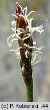 Eleocharis multicaulis (ponikło wielołodygowe)