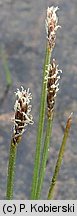 Eleocharis multicaulis (ponikło wielołodygowe)