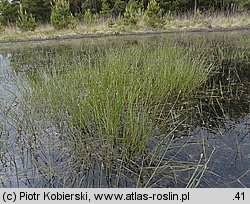 Eleocharis multicaulis (ponikło wielołodygowe)