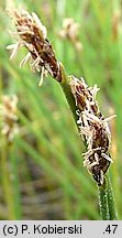 Eleocharis multicaulis (ponikło wielołodygowe)