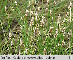 Eleocharis multicaulis (ponikło wielołodygowe)