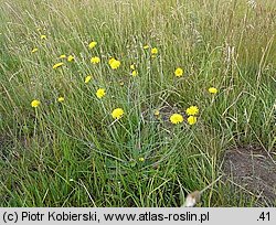 Hypochoeris radicata
