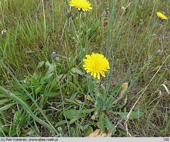 Hypochoeris radicata