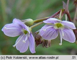 Veronica scutellata