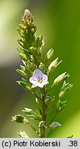 Veronica anagallis-aquatica