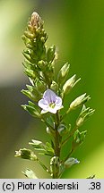 Veronica anagallis-aquatica