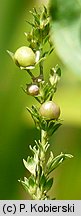 Veronica anagallis-aquatica