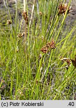 Rhynchospora fusca