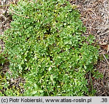 Galium saxatile